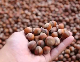 Gençlik fındıkta saklı