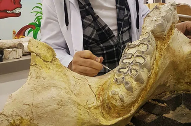 Kayseri'de 3 yılda bine yakın fosil bulundu