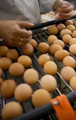 AB zehrini Türkiye'ye bulaştırma peşinde