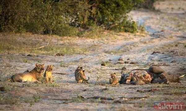 Yılan evcil köpeğe saldırdı! Dehşet dolu anlar... - 11