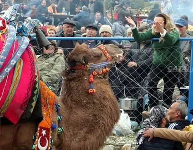 'Süperstar' Alev'in develerine el koyuldu! 80 milyonluk vurgun-2