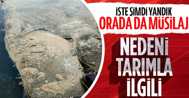 SON DAKİKA: Marmara Denizi'nden sonra Karadeniz'de de müsilaj (deniz salyası) görüldü! Uzmanlar uyardı: Böyle giderse kaplanır