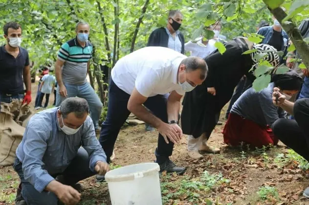 'Kürt işçilere saldırı' yalanı bir kez daha patladı! Sakarya Valisi Çetin Oktay Kaldırım fındık işçileri ile el ele...
