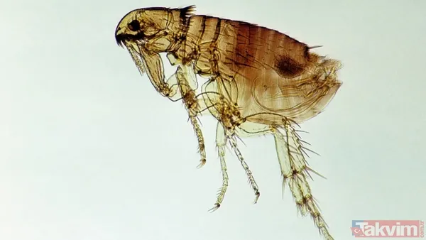 Bir ısırıkta gelen ölüm! Dünyanın en tehlikeli 10 böceği açıklandı - 9