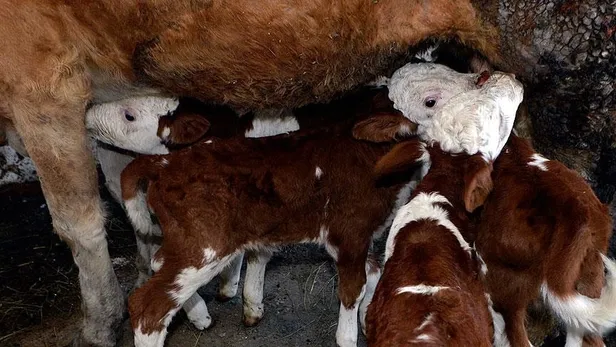 -buzagi-destegi-2022-ne-kadar-oldu-buzagi-destegi-ne-zaman-yatacak-buzagi-malak-manda-1666253988554.jpg 🐂 Buzağı desteği 2022 ne kadar oldu? Buzağı desteği ne zaman yatacak? Buzağı, malak, manda...-6