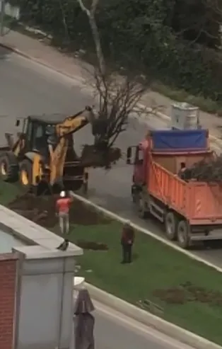 İBB ekipleri gündüz vakti onlarca ağaç söktü! Vatandaşlardan tepki: Hesap versinler