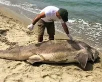 Kuşadası’nda sahile dev köpek balığı vurdu