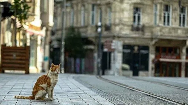 gozler-kritik-toplantida-sokaga-cikma-kisitlamasi-gelecek-mi-sehirler-arasi-seyahat-yasagi-olacak-mi-yeni-tedbirler-1606684248578.jpeg Gözler kritik toplantıda! Sokağa çıkma kısıtlaması gelecek mi? Şehirler arası seyahat yasağı olacak mı? Yeni tedbirler...-4