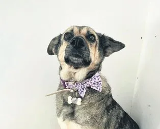 Sınır ötesi ’dogs’tluk
