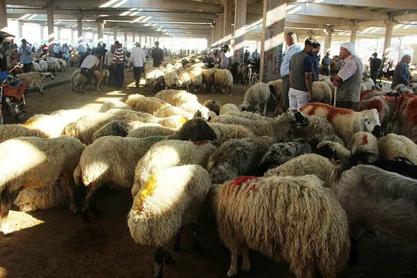 Kurban Bayramı öncesi flaş açıklama! TESK uyardı: Sahtelere dikkat!-4