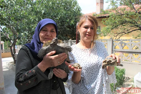 15 yıldır bakıyor! 70 yaşındaki Zekiye Artut 3 kaplumbağa sahibi - 4