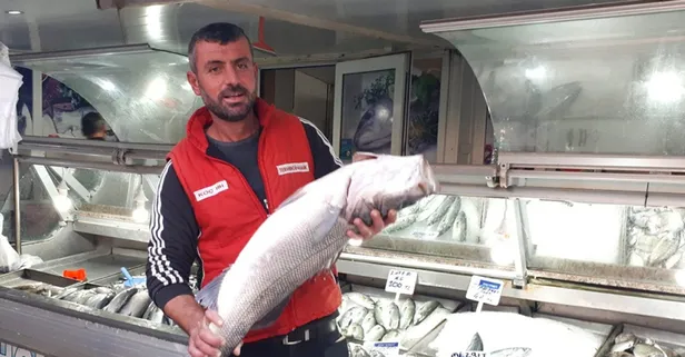 Kilosunu 100 liradan sattı! Çanakkale Gelibolu'da 7 kiloluk levrek yakalandı