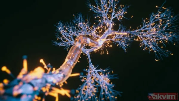 Alzheimer için yeni umut: Bilim insanları zehirli proteini temizleyen hücreler keşfetti - 6