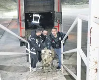 Küçükbaş hayvanlara uyuşturucu saklamışlar