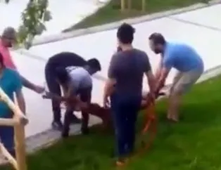 İstanbul’da pitbull dehşeti