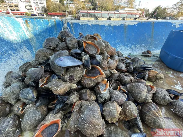 10,4 milyon dolar kazandık! Türkiye dünyaya deniz salyangozu ihraç ediyor - 9