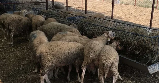 2019 Kurban Bayramı kutlama mesajları sözleri - 11 Ağustos Kurban Bayramı mesajları Whatsapp resimli, en güzel mesaj