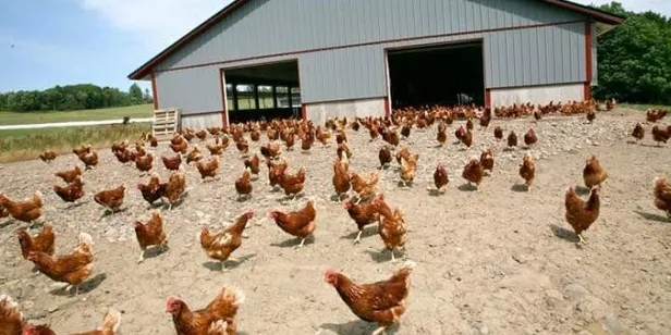 Ziraat Bankası ve KOSGEB tavuk çiftliği hibesi nasıl alınır? Devlet destekli salma tavukçuluk kredisi nasıl alınır?-3