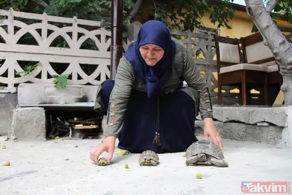 15 yıldır bakıyor! 70 yaşındaki Zekiye Artut 3 kaplumbağa sahibi - 2