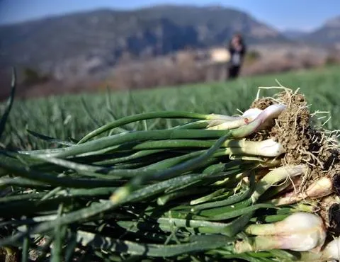 Yeşil soğan ödem atar