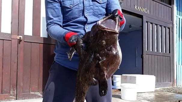 Fener Balığı Rize'de ağlara takıldı! Görenler şaşkına döndü-1