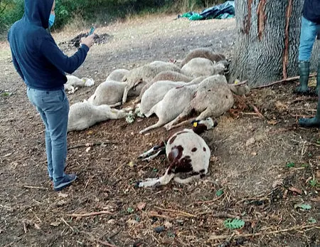 Yıldırım, köylünün 13 koyununu telef etti
