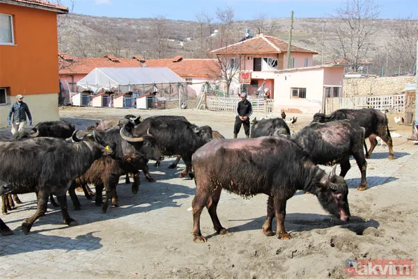 Başkan Erdoğan 'manda yoğurdu yiyorum' dedi! Eskişehir İnönü ilçesinin telefonları kilitlendi - 14