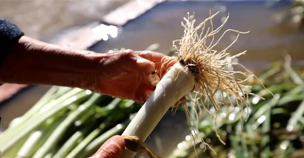 Uzmanı şifa saçan pırasanın faydalarını açıkladı