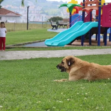 Sakarya Adapazarı’nda çocuk parkında başıboş köpek dehşeti! 5 yaşındaki küçük kızın kolunu ısırdı