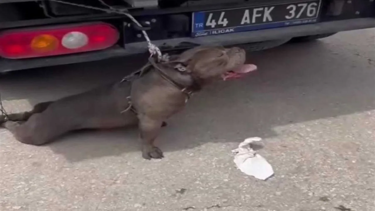 Malatya’da pitbull dehşeti!