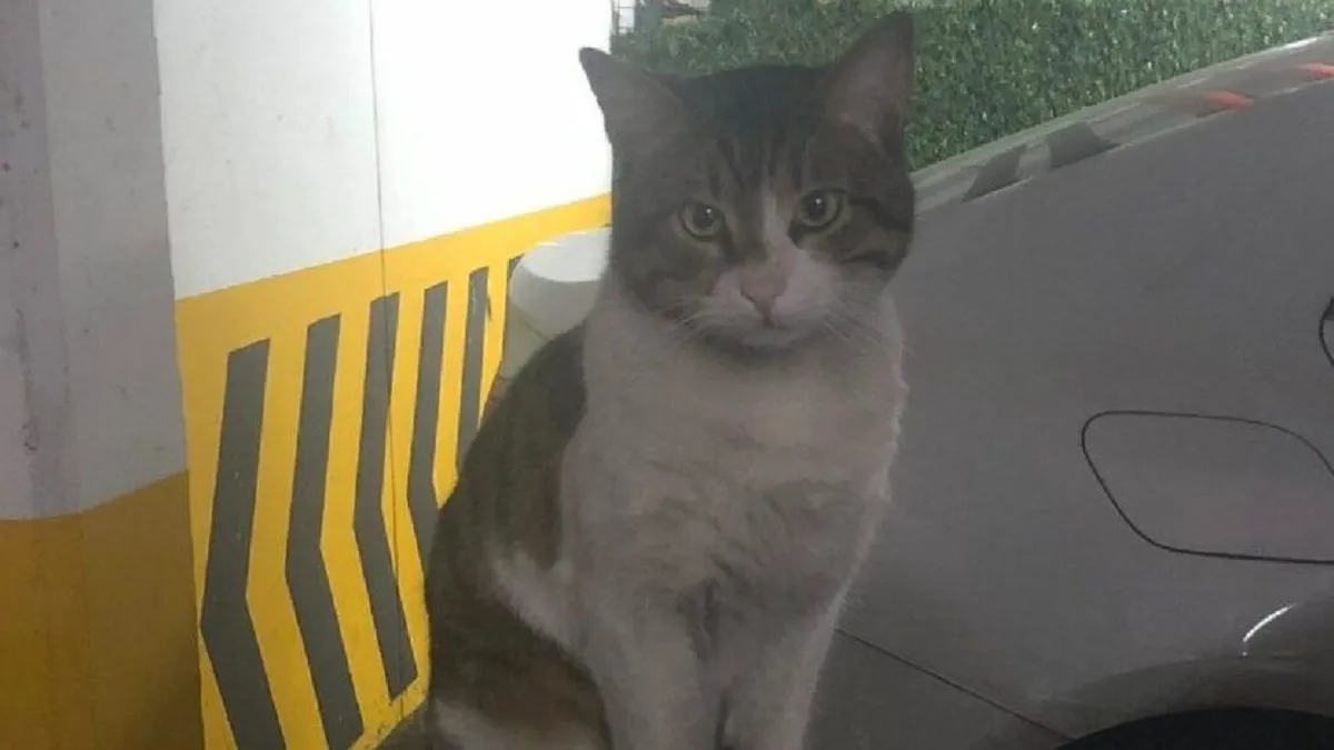Son dakika! Kedi Eros davasında yeni gelişme! Başsavcılıktan itiraz geldi
