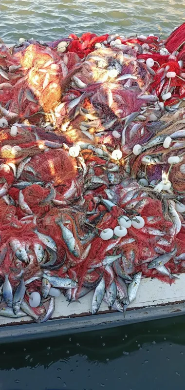 lufer-sezonu-bereketli-geciyor-bir-balikci-canakkale-bogazindan-15-bin-luferle-dondu-1633614864150.jpg Lüfer sezonu bereketli geçiyor! Bir balıkçı Çanakkale Boğazı'ndan 15 bin lüferle döndü-3