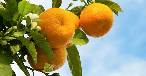 Rüyada mandalina görmek ne anlama gelir?