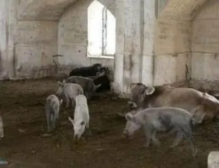 Dağlık Karabağ’da camileri ahıra çevirip domuz beslemişler!