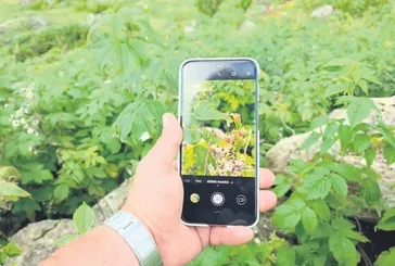 Akıllı telefonların süper makro kameraları doğa yürüyüşlerinde mikro dünyayı keşfetmeyi kolaylaştırıyor