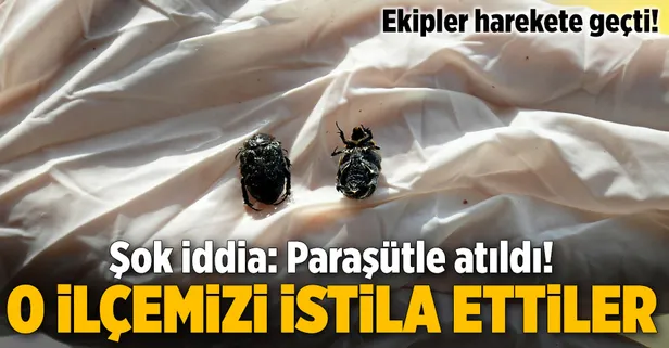 İnegöl'de türü belirlenemeyen böcek