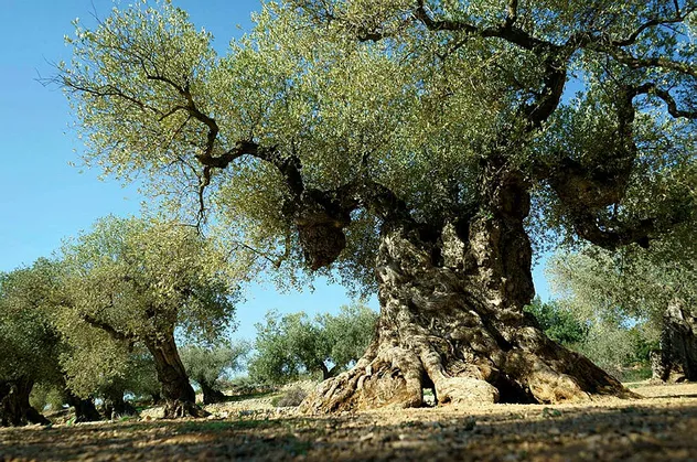 Mersin'de şaşırtan olay! 1500 yıllık zeytin ağacı meyve verdi