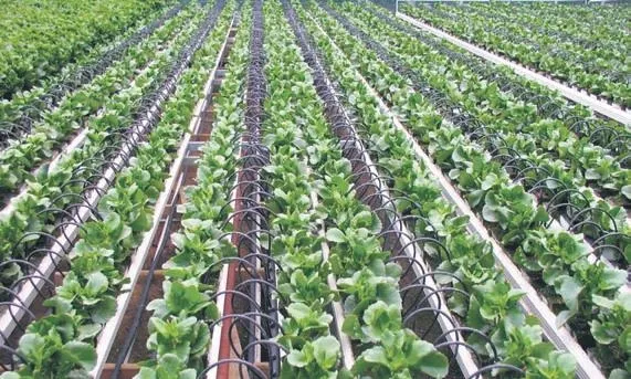 sebze-ve-meyvede-ureteci-market-arasindaki-ucurum-farki-artmaya-devam-ediyor-41-kat-fark-1646428067505.jpeg Sebze ve meyvede üreteci-market arasındaki uçurum farkı artmaya devam ediyor! 4.1 kat fark-6