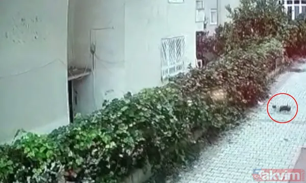 SON DAKİKA: Antalya'da kan donduran olay! Yeni doğmuş kız bebek poşete konulup balkondan aşağı atıldı - 5