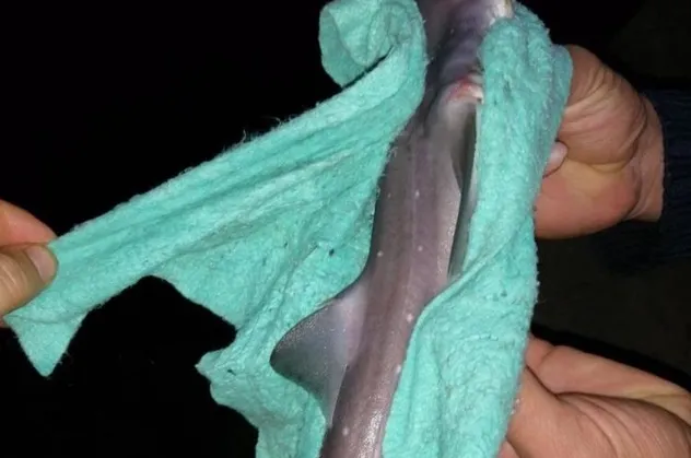 Çinekop için oltayı attı köpek balığı geldi