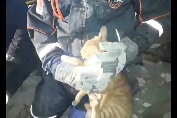 izmirde-meydana-gelen-depremde-enkaz-altinda-kalan-bir-kedi-de-kurtarildi-1604128665615.jpg İzmir'de meydana gelen depremde enkaz altında kalan bir kedi de kurtarıldı-2