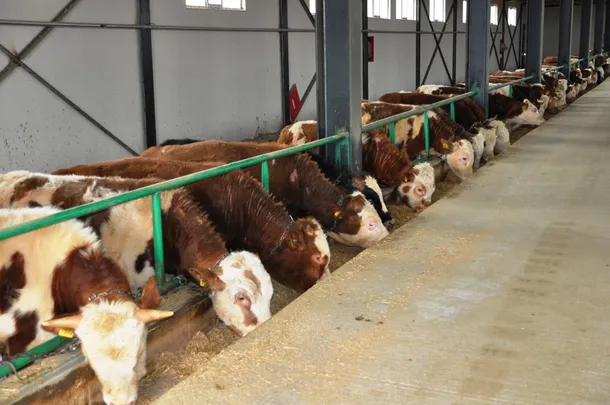 TKDK'den aldığı hibe desteğiyle çiftlik kurdu-1