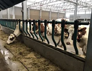 Dünyada ilk: Yüzen çiftlik! 25 lt süt veren inekler...