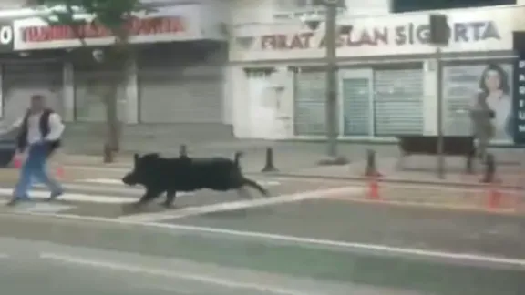 Batman'da 4 nala domuz saldırısı kamerada