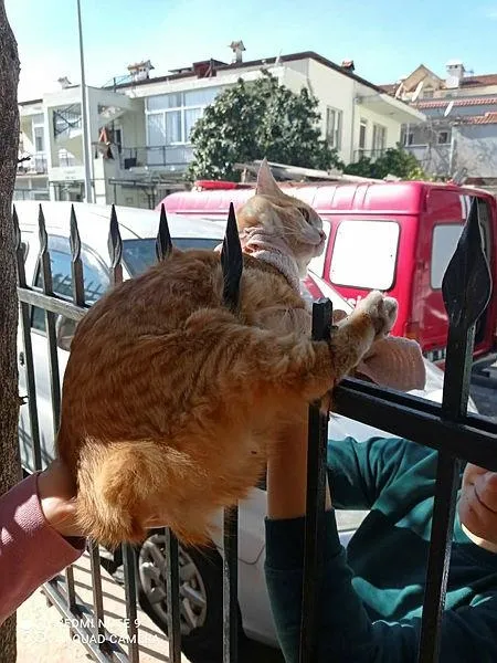 Avrupa’da birçok şehirde 17 Şubat Kediler Günü olarak kutlandı: Türkiye o sırada 11. sırada-2