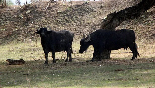 Manda kaymağı Bolu'nun tescilli ürünü oldu