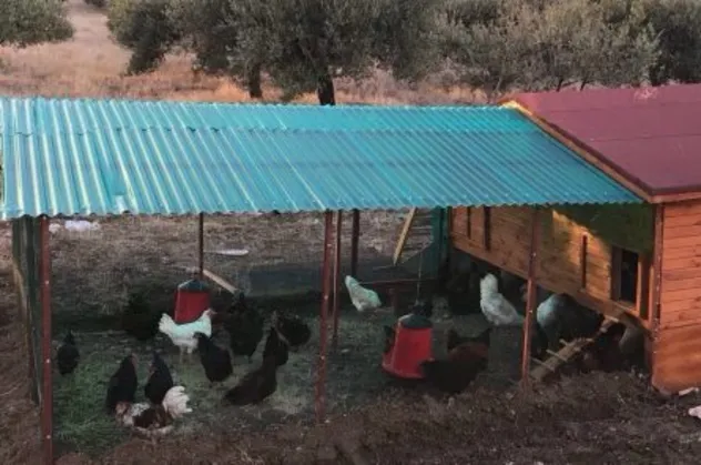 Rüyada kümes görmek ne anlama gelir?