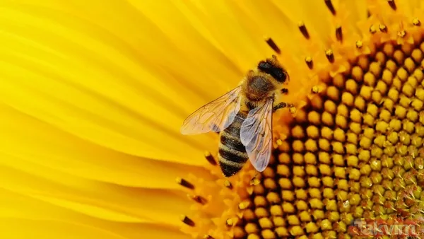 Zaman tüneli açıldı! Uzaylılarla iletişimin anahtarı bal arıları - 2