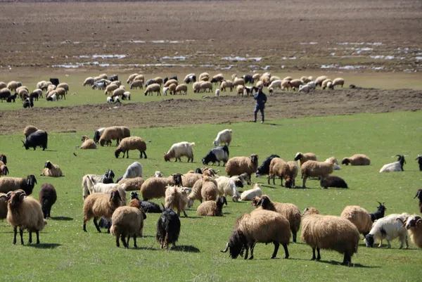 aylik-7-bin-lira-maas-veriyorlar-besiciler-coban-bulamayinca-sirayla-cobanlik-yapmaya-basladi-1650351132159.jpg Aylık 7 bin lira maaş veriyorlar! Besiciler çoban bulamayınca sırayla çobanlık yapmaya başladı-7