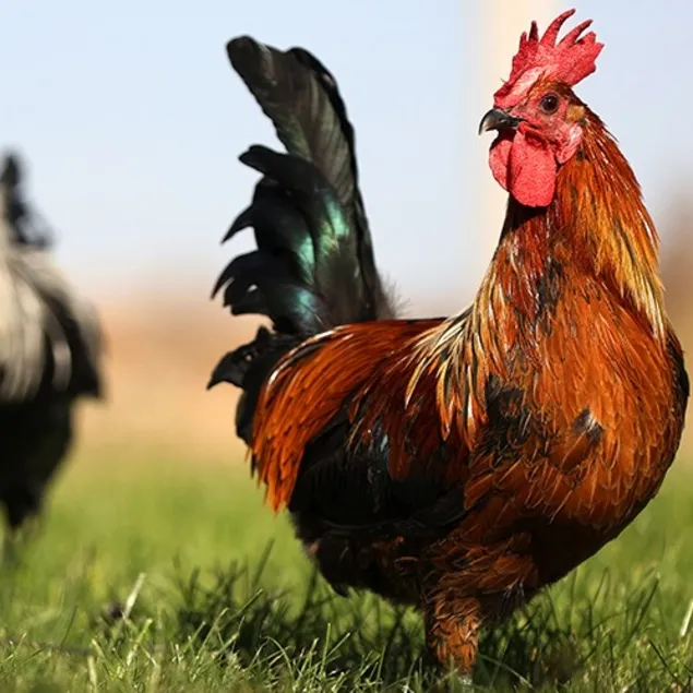 Denizli horozu korunuyor